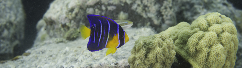 Juvenile Anglefish in the mangroves of Hurricane Hole