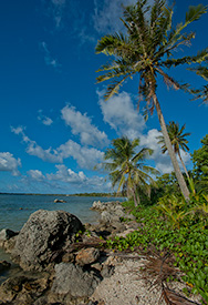 Palm lined coast