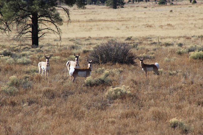 Pronghorns Pronghorns