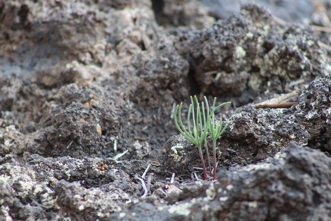 Ponderosa seedlings grow among the rocks of the Bonito lava flow