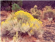 A rabbitbrush blooms among the cinders A rabbitbrush blooms among the cinders