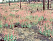 Sunset Crater penstemon Sunset Crater penstemon