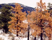 Dead trees, with Sunset Crater Volcano in background Dead trees, with Sunset Crater Volcano in background