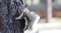 Abert's Squirrel