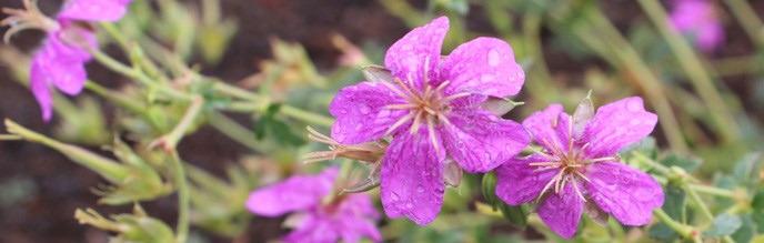 Wildflower from Bonito Meadow