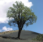 Pine tree stands like an island in the cinder fields