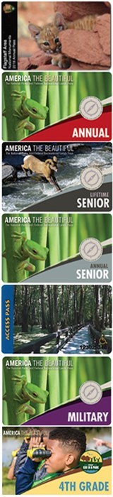 National Parks passes featuring a green tree frog against a background of green palm-like leaves National Parks passes featuring a green tree frog against a background of green palm-like leaves