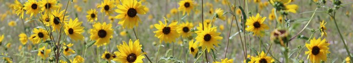Sunflowers Sunflowers