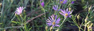 Late summer monsoons bring wildflowers