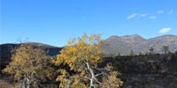 Aspen in the Fall