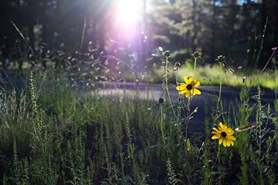 Yellow flowers and native grasses catch the fading rays of the setting sun at the edge of a forest meadow