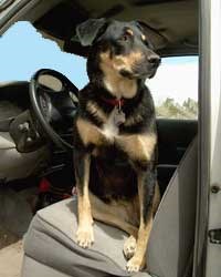 dog sitting in car dog sitting in car