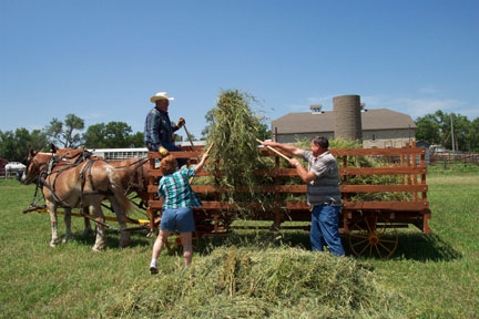 visitors pitching hay