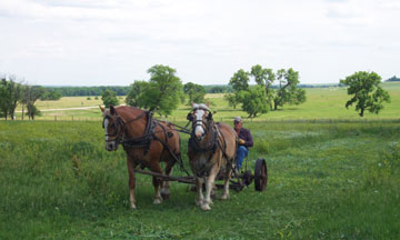 horse-drawn mowing demonstration
