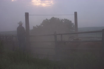 cattle and cowboys eating dust