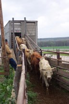 cattle exit a truck single file as a cowboy counts.