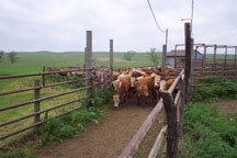 cattle move through a fenced chute.