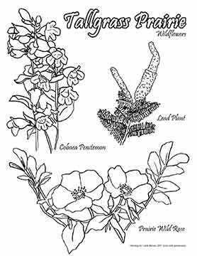 coloring page showing wildflowers
