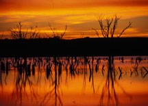 A healthy prairie pond