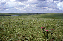 The prairie