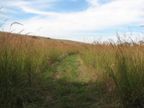 Fox Creek Trail in new prairie restoration area