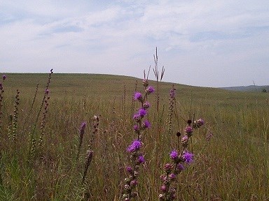 purple blazing star grows on the prairie