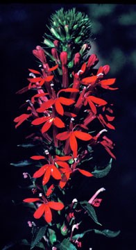 A red flower cluster blooms on a stalk.