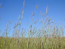 grass stems highlighted in front of a blue sky