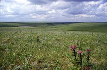 The lush green prairie during warmer months.