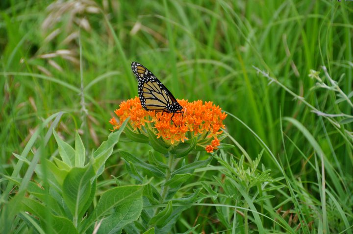 butterfly count Butterfly on milkweed