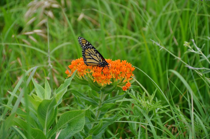 Butterfly on milkweed