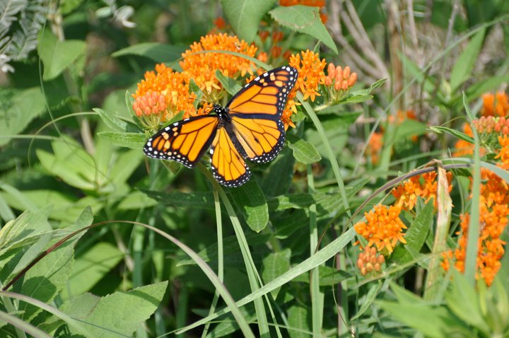 butterfly feeding and milkweed Butterfly feeding on milkweed