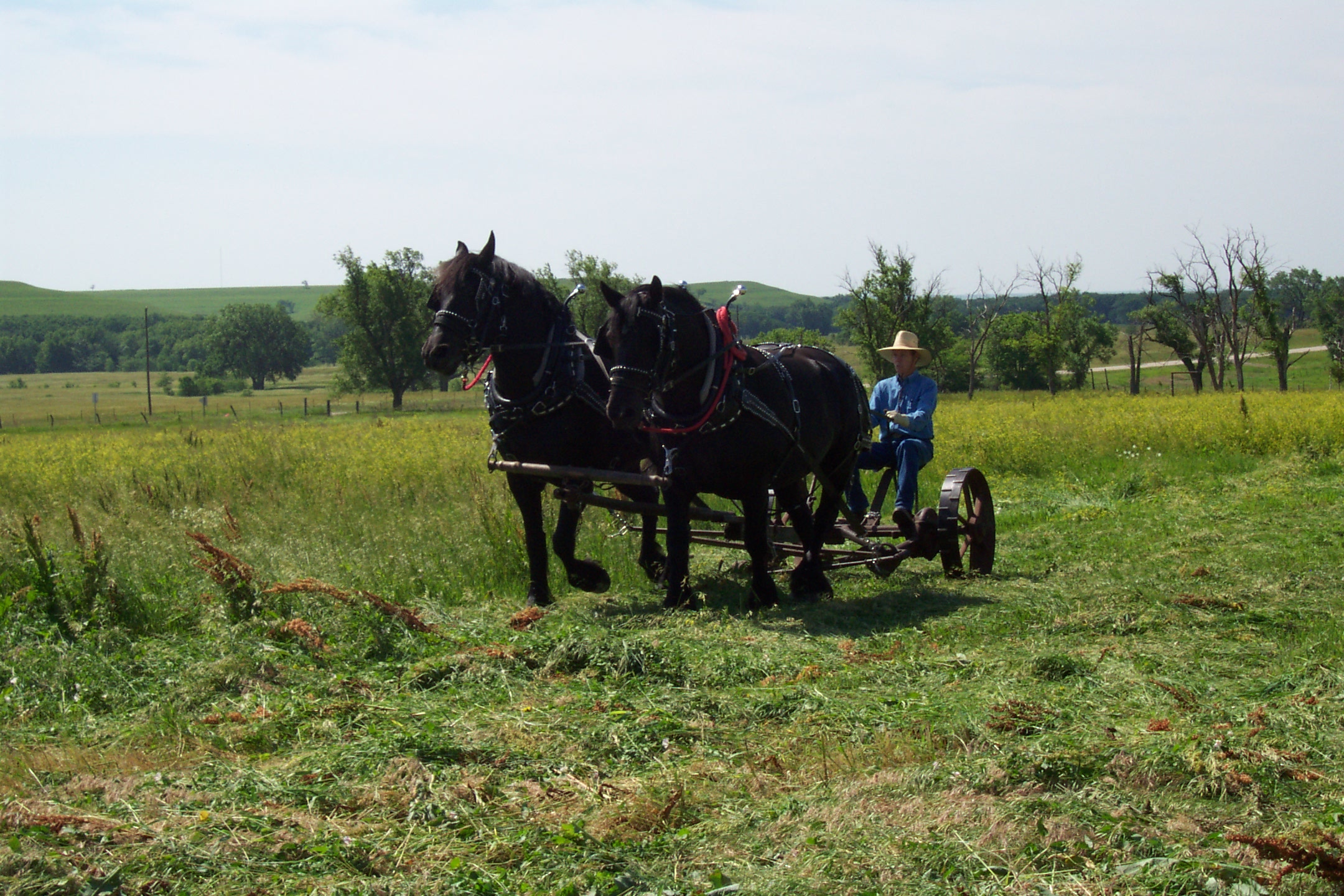 haying the field using a horse-drawn mower