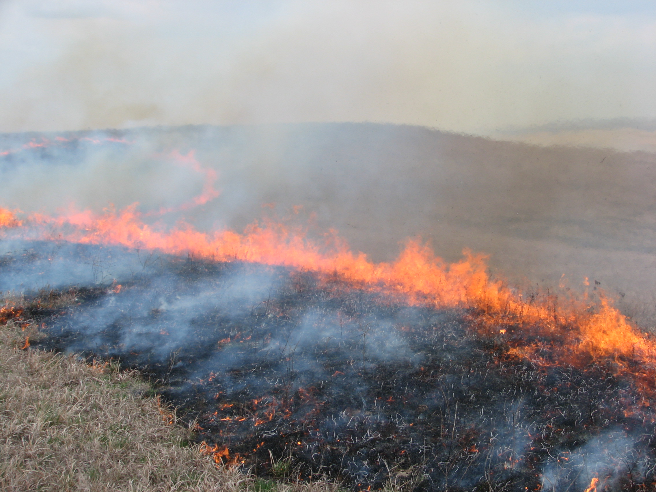 Flames burning prairie grass with blackened burned areas