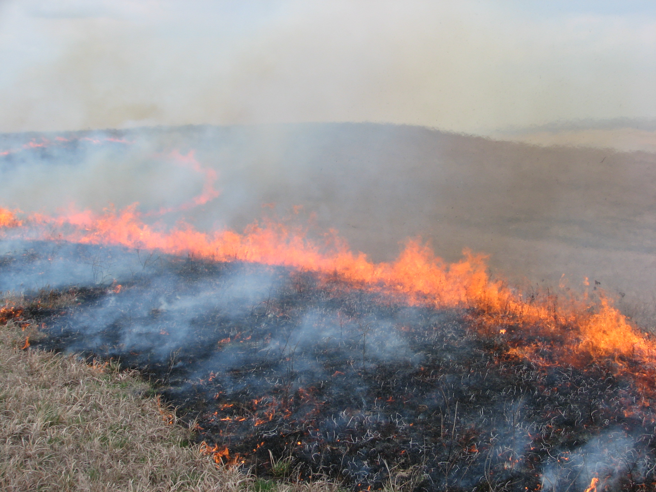 Prescribed fire on the prairie showing burnt grasses and flames.