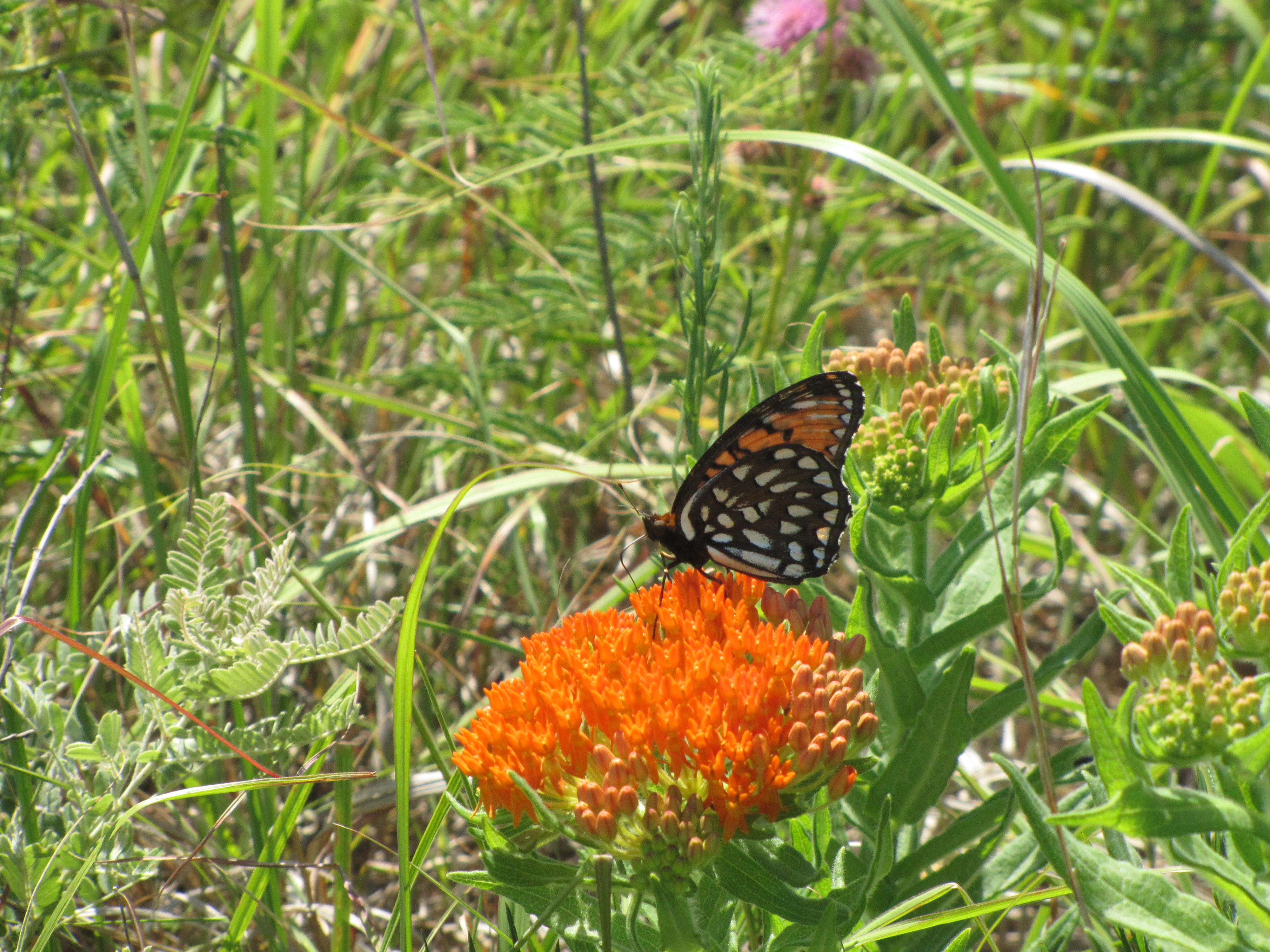 butterfly on milkweed