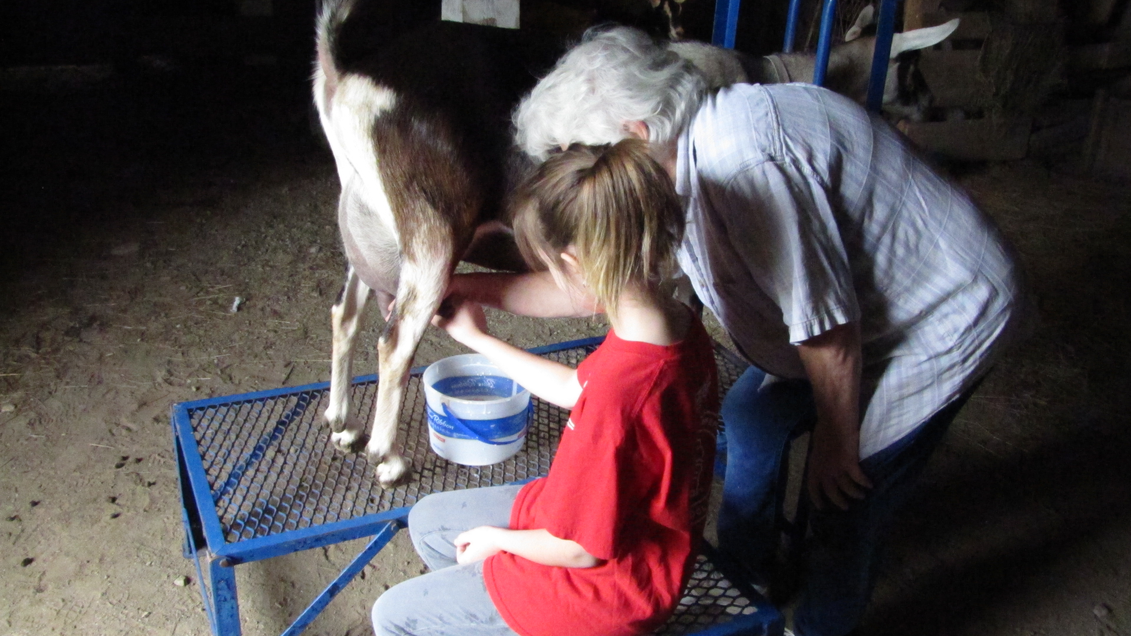 Child learning how to milk a goat at the farm animal day event.
