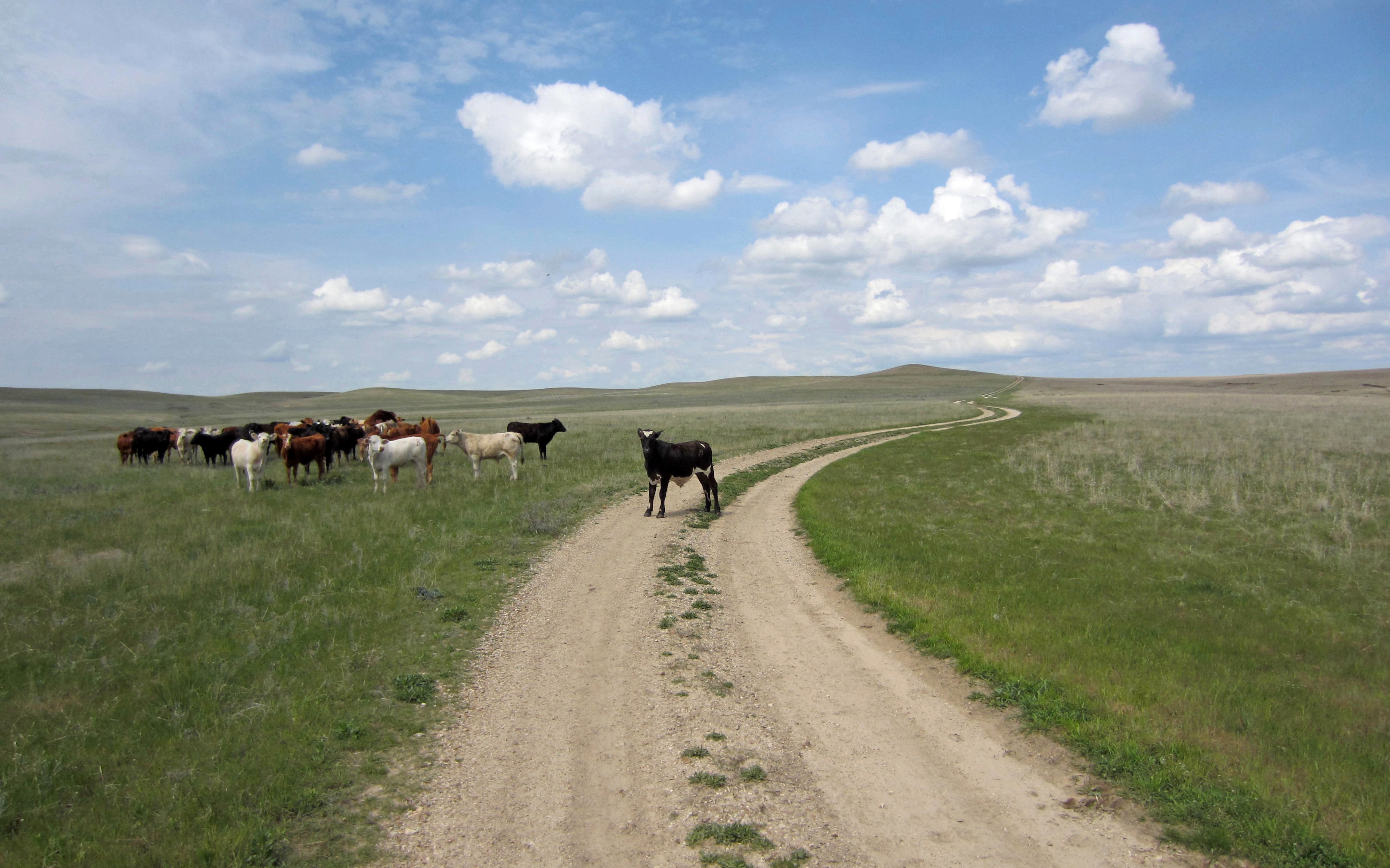 Cattle enjoying the wide-open space of the prairie.