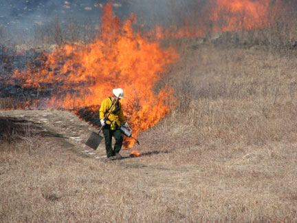 Setting a Prescribed Fire on the Prairie Firefighter using a drip torch to set a prescribed fire on the prairie.