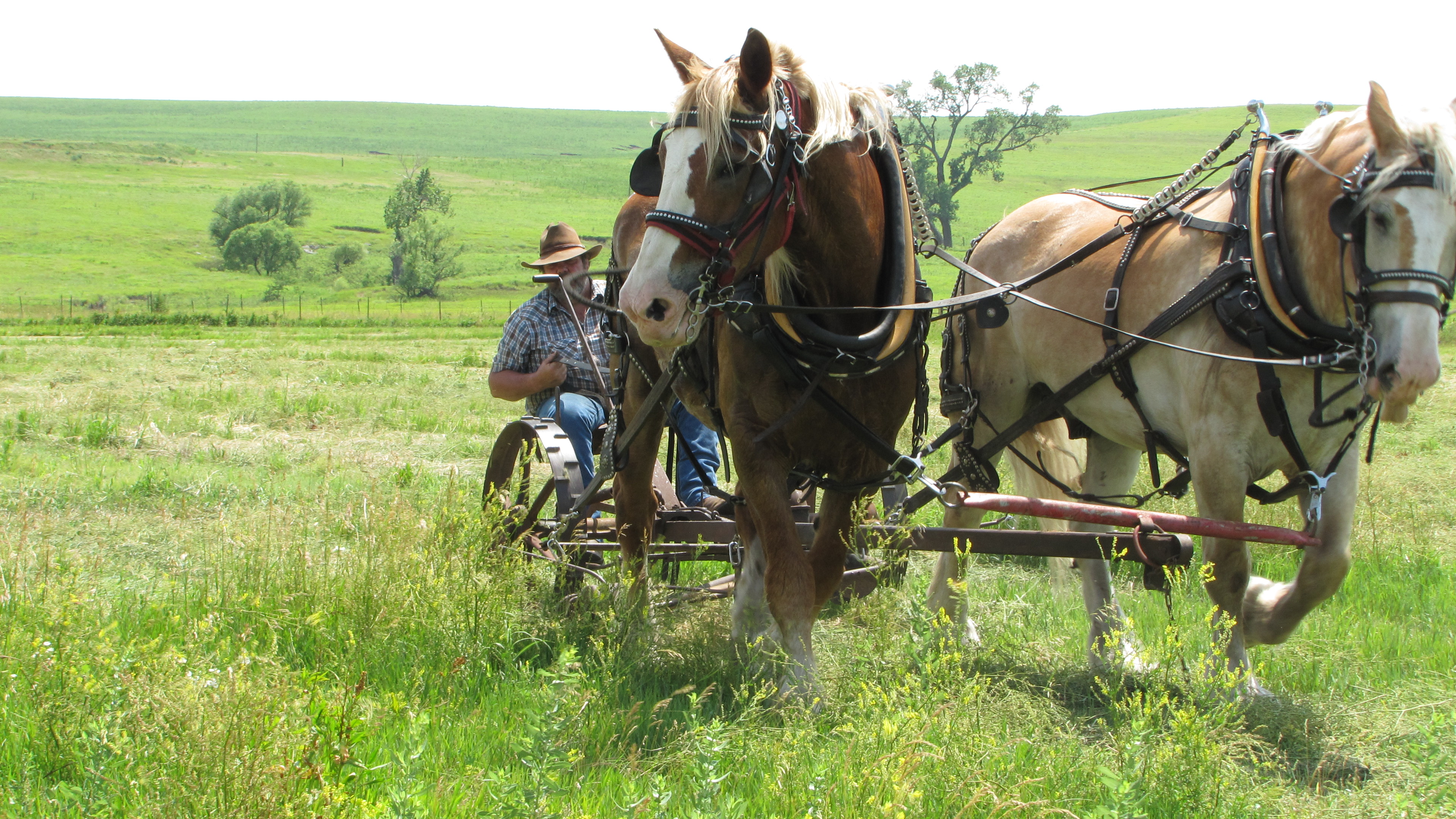 Draft horses pulling a sickle bar mower demonstrating the hay making process.