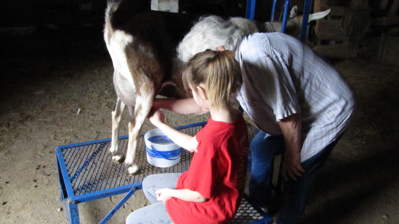 Kids learning how to milk a goat Kids learning how to milk a goat