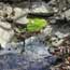 streams at the preserve