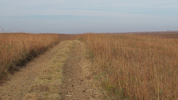 Tall gold grass grows either side of a mown trail