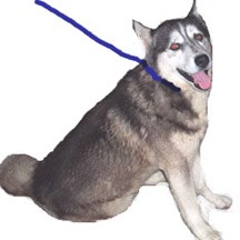 Pet policies at the preserve. Husky dog with leash looks up at photographer.
