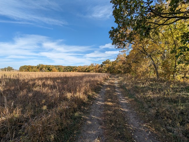 Gravel track runs through bottomland prairie at the edge of a stream