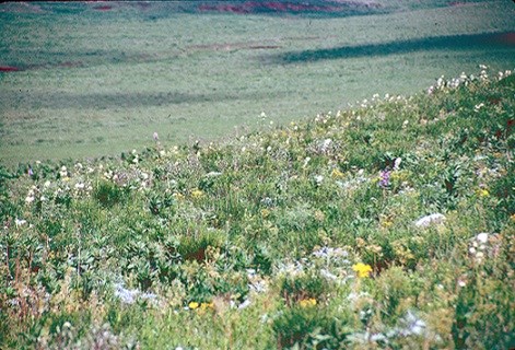 A variety of wildflowers spring from a hillside.