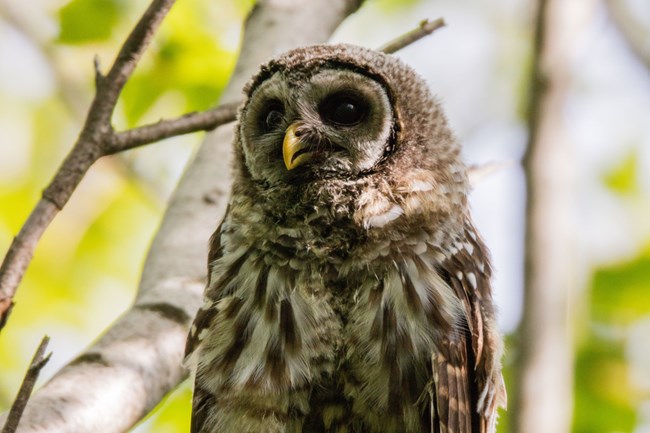 Barred owl chick