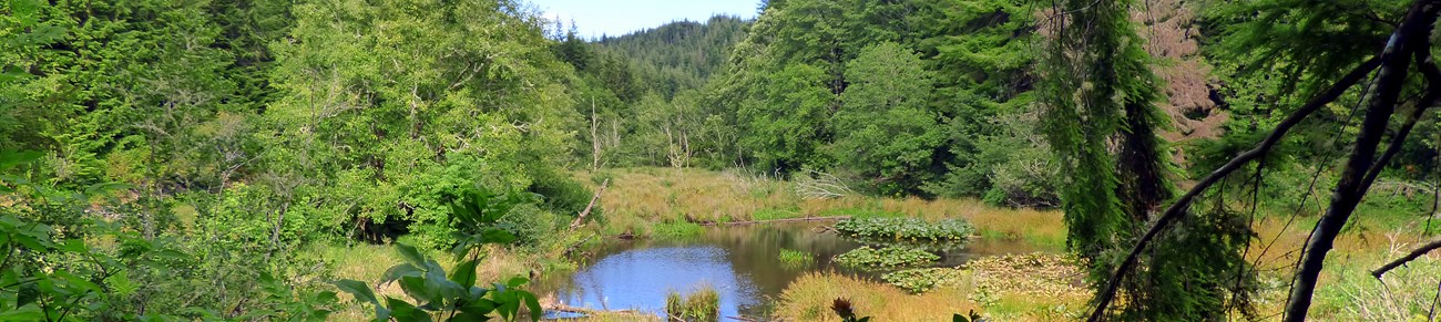 A pond surrounded by trees from the Kwis Kwis Trail