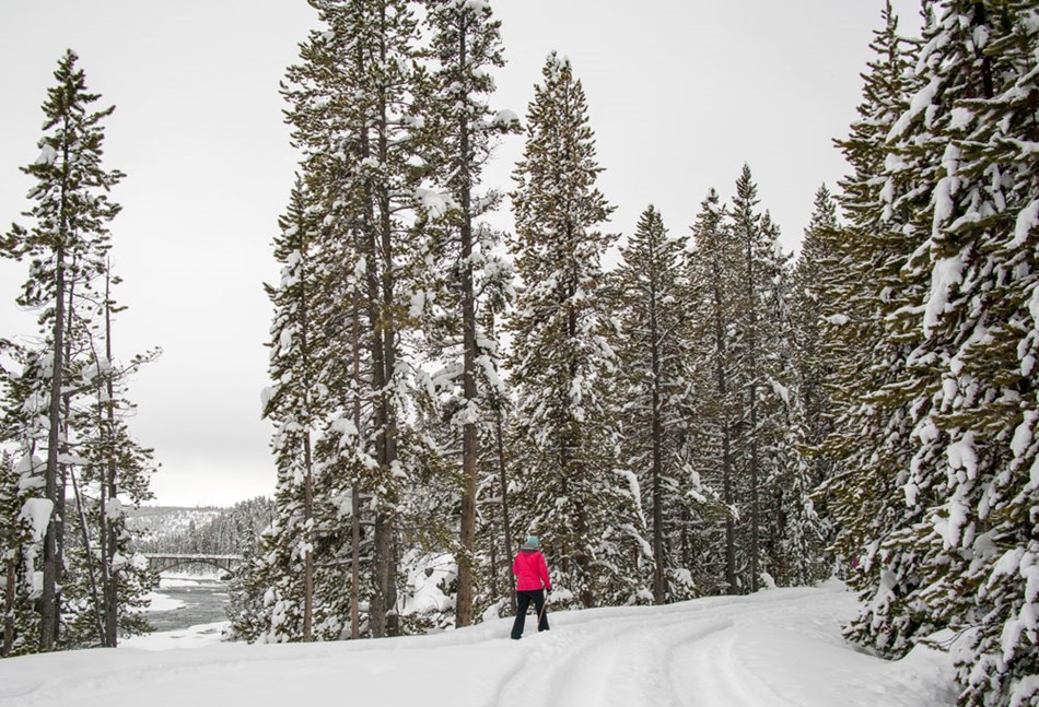 A lone skier skies along the Old Canyon Bridge Ski Trial with the Chittenden Bridge seen through the trees. A lone skier skies along the Old Canyon Bridge Ski Trial with the Chittenden Bridge seen through the trees.