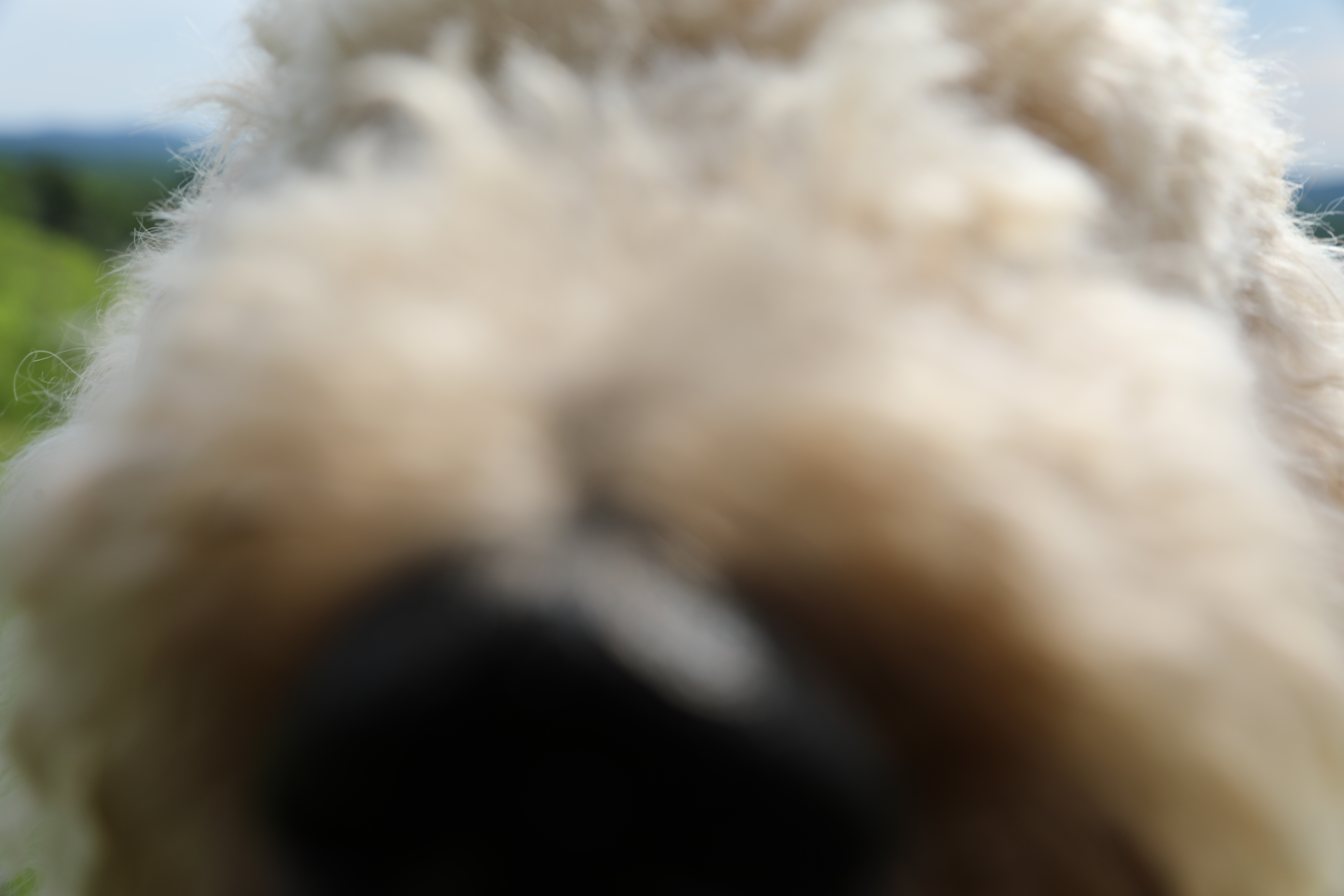 A yellow dog with curly hair has her nose pushed up against the lens as she sniffs the camera.
